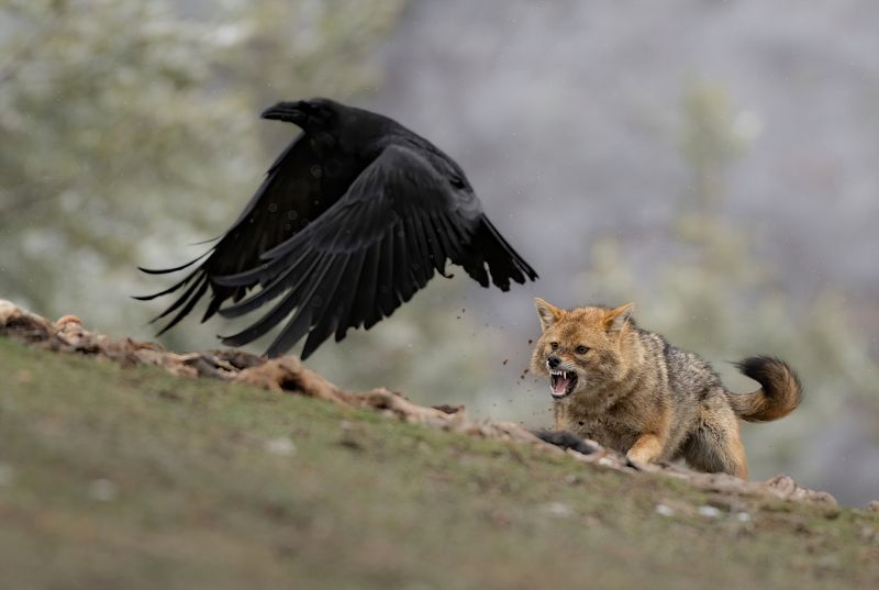Шакал и ворон фото превью