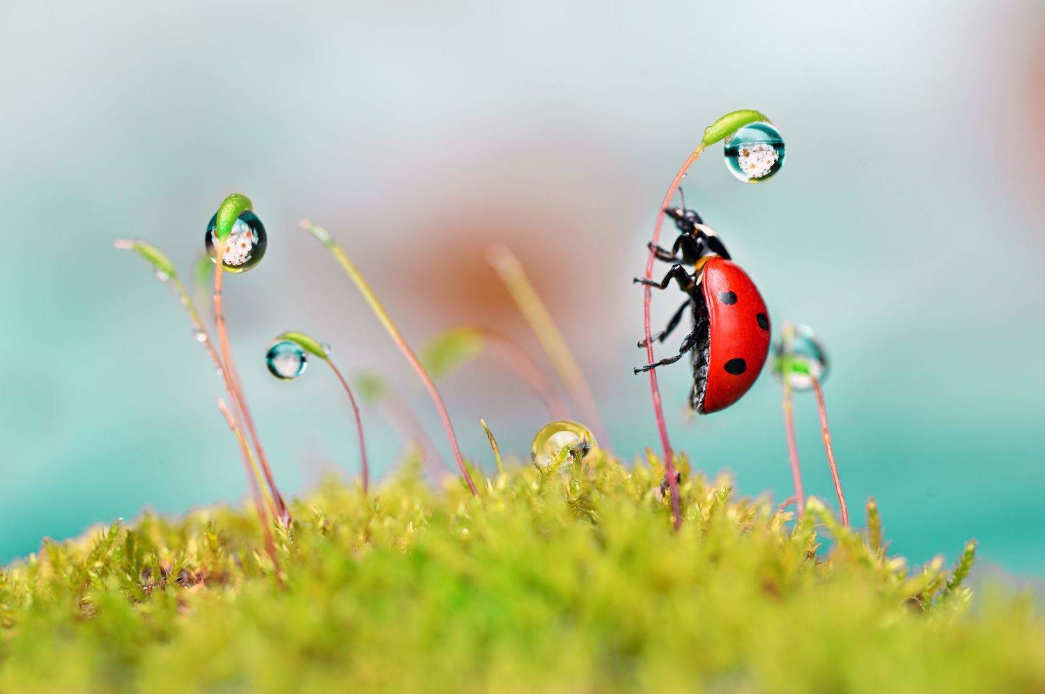 ceclii,macro, Ganev Tsvetan