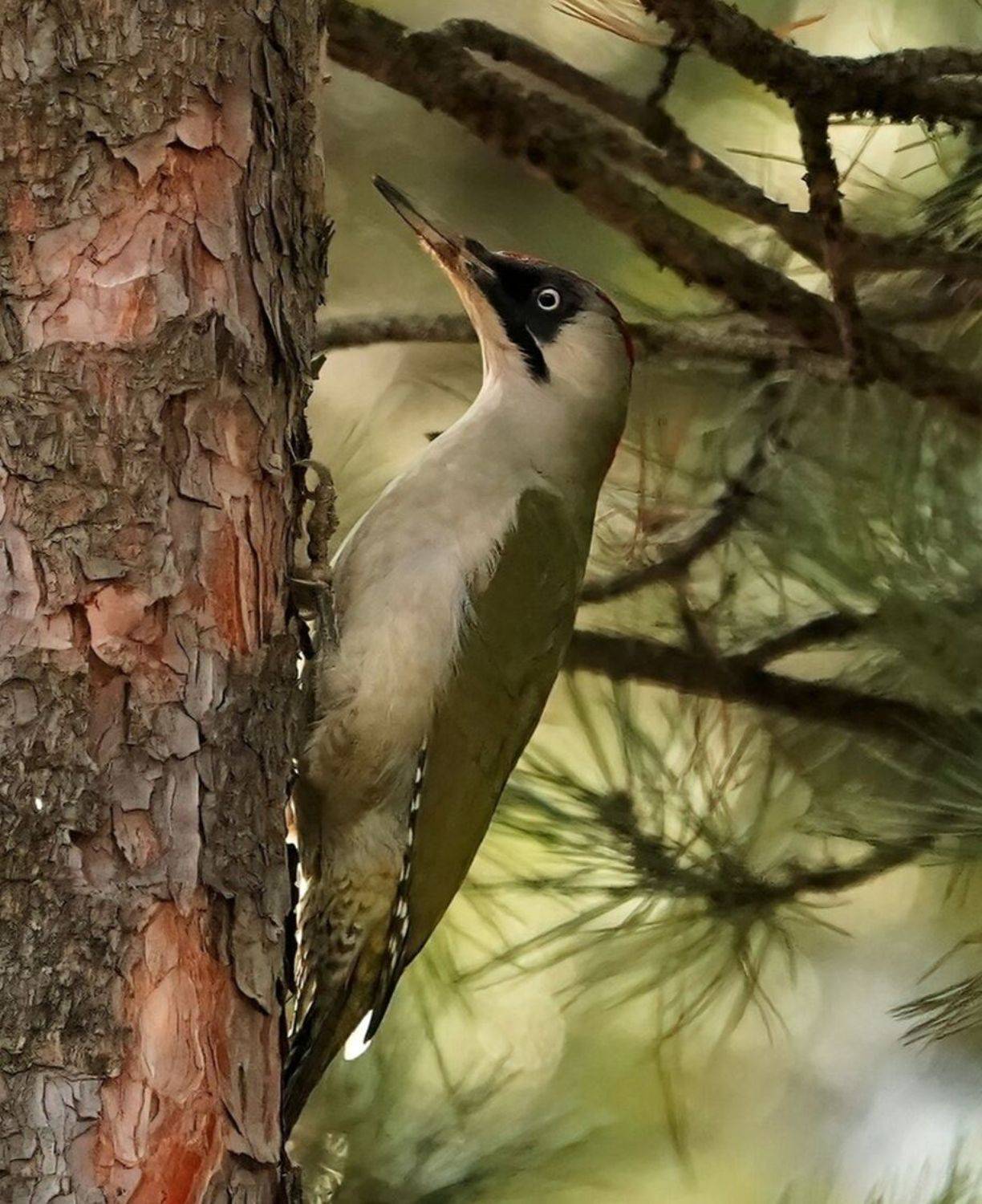 , Красимир Георгиев