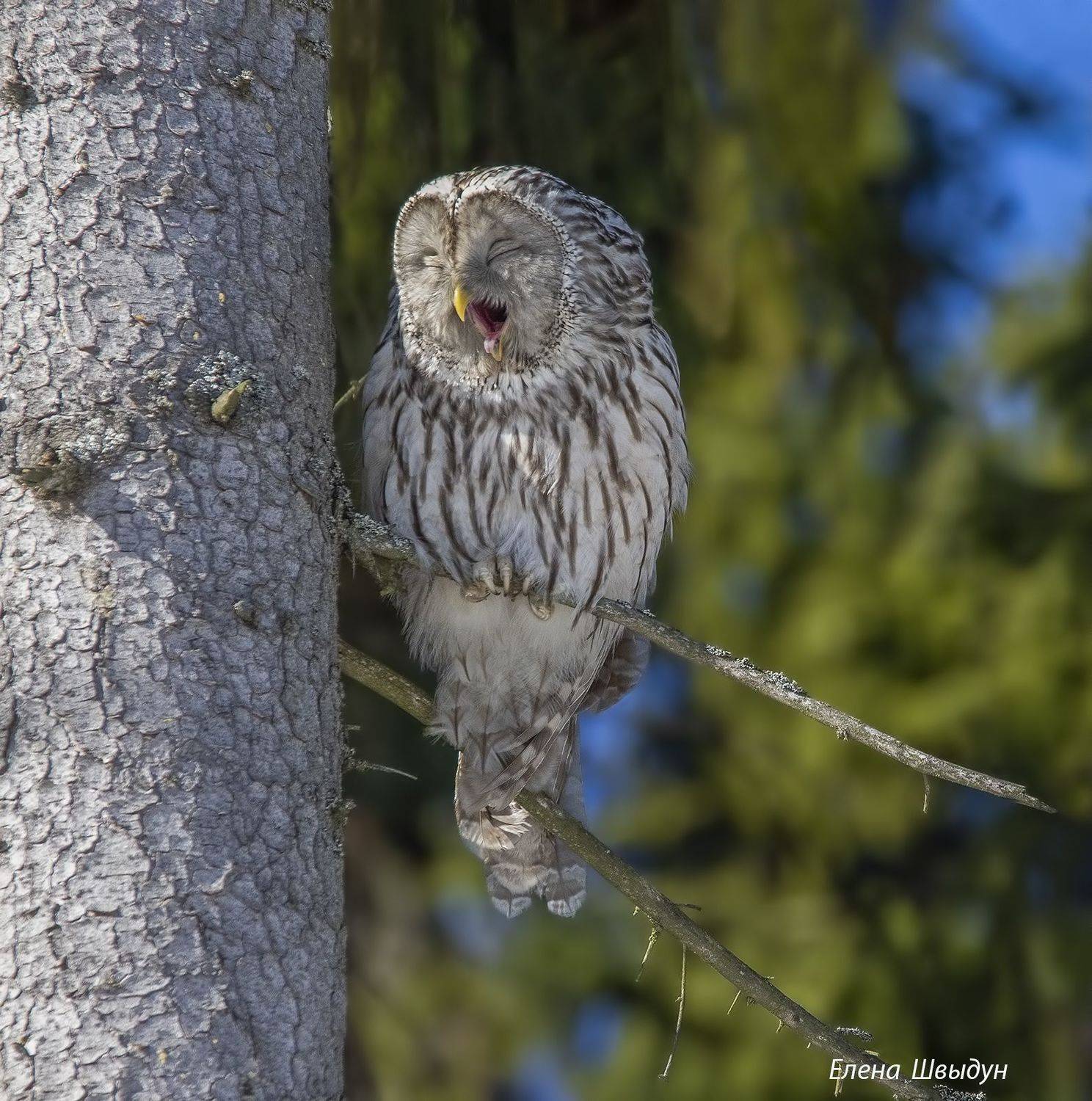 bird of prey, animal, birds, bird, animal wildlife, nature, animals in the wild, птицы, птица, сова, длиннохвостая неясыть, ural owl, owls, owl, Елена Швыдун