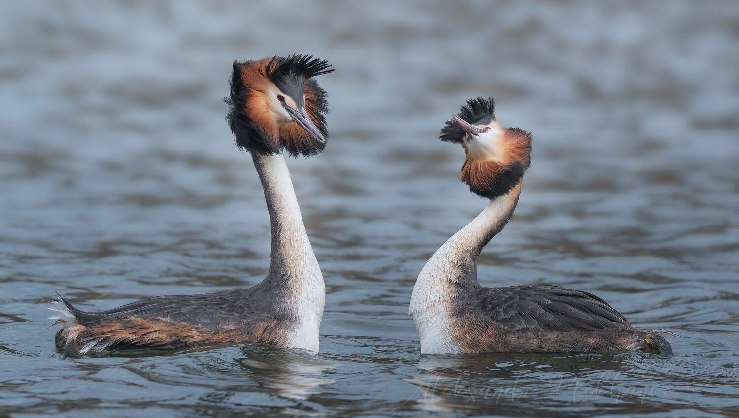 , Плеханов Александр