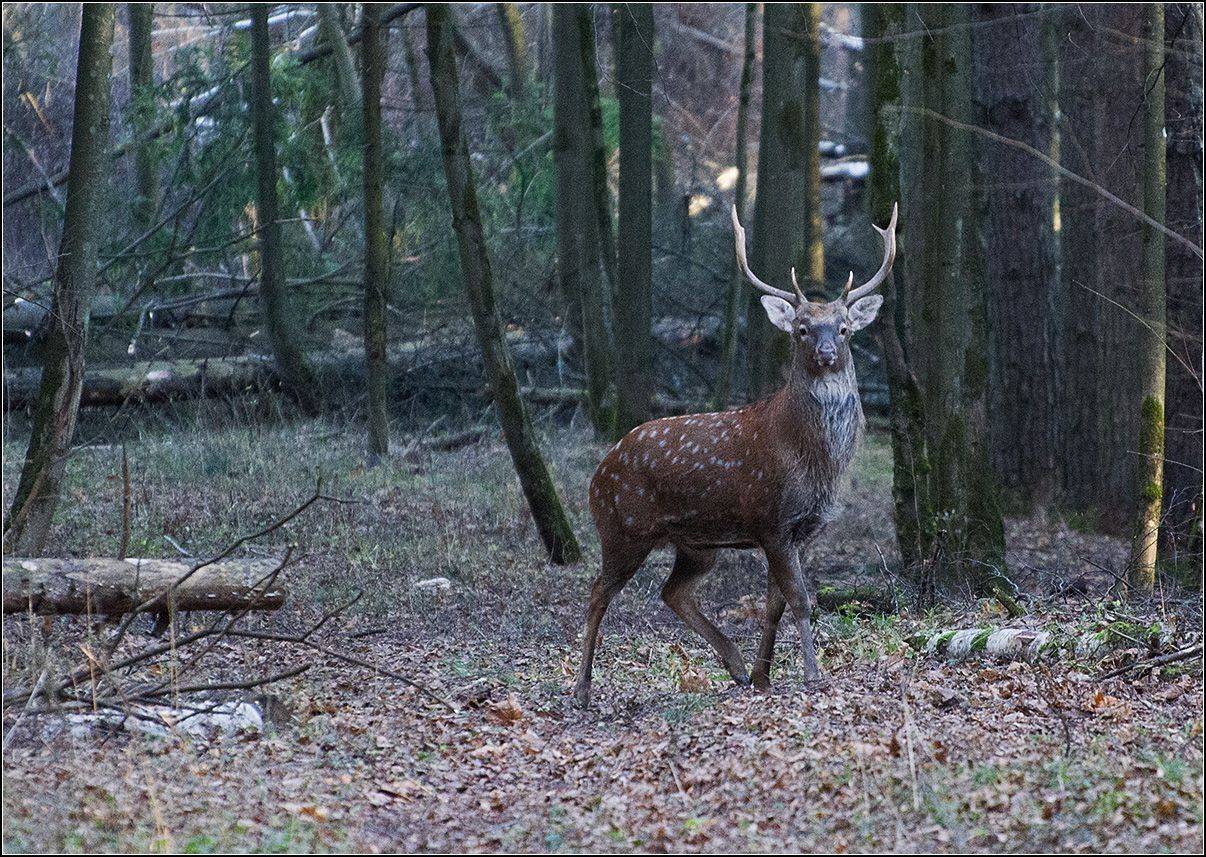 москва, осень, нац. парк л.о., олень, АНАТОЛИЙ ДОВЫДЕНКО