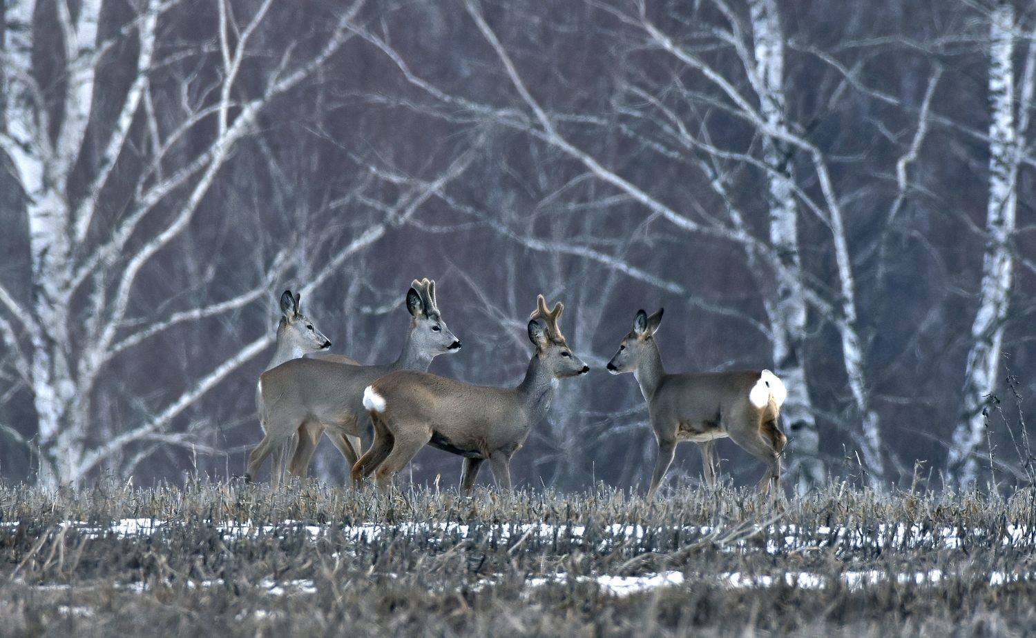 , Макеев Алексей