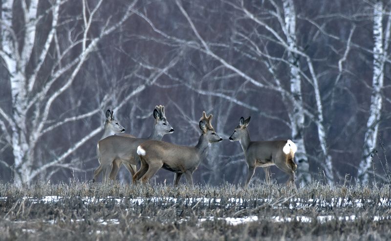 ... фото превью