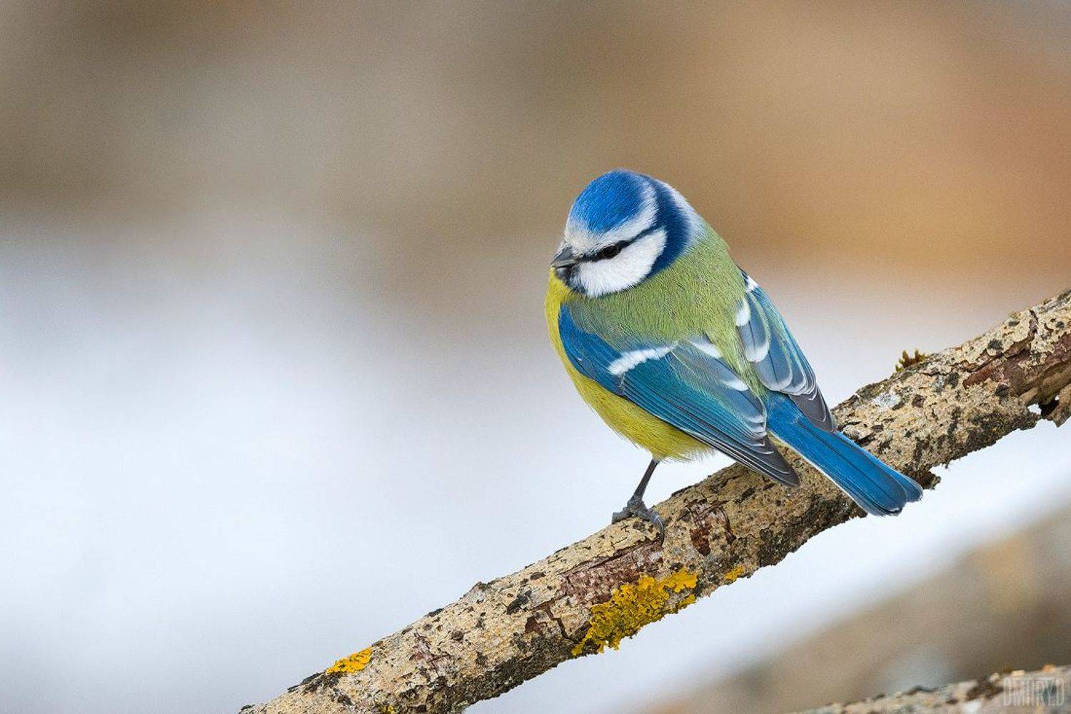 птица, лазоревка, лес, зима,, Дмитрий Доронин