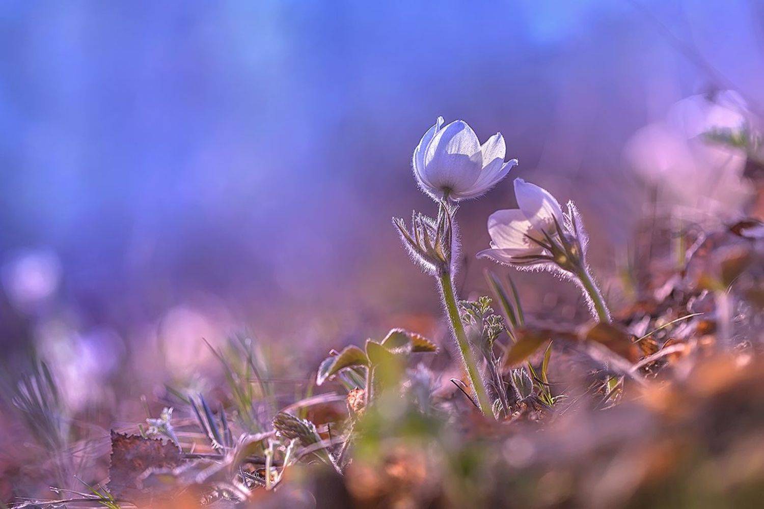 природа, лес, весна, сон-трава, подснежник, прострел, боке, цветы, Sokolova Tatiana