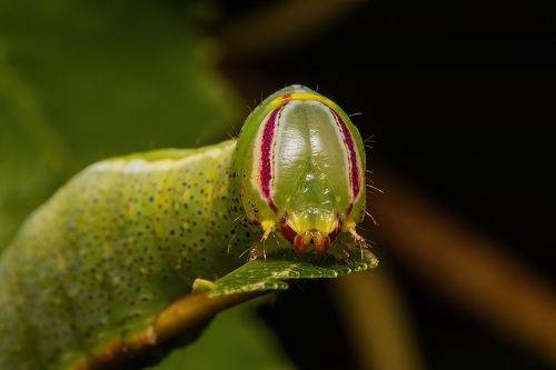 caterpillar face