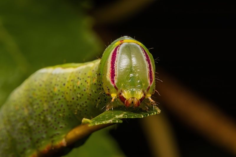 caterpillar face фото превью