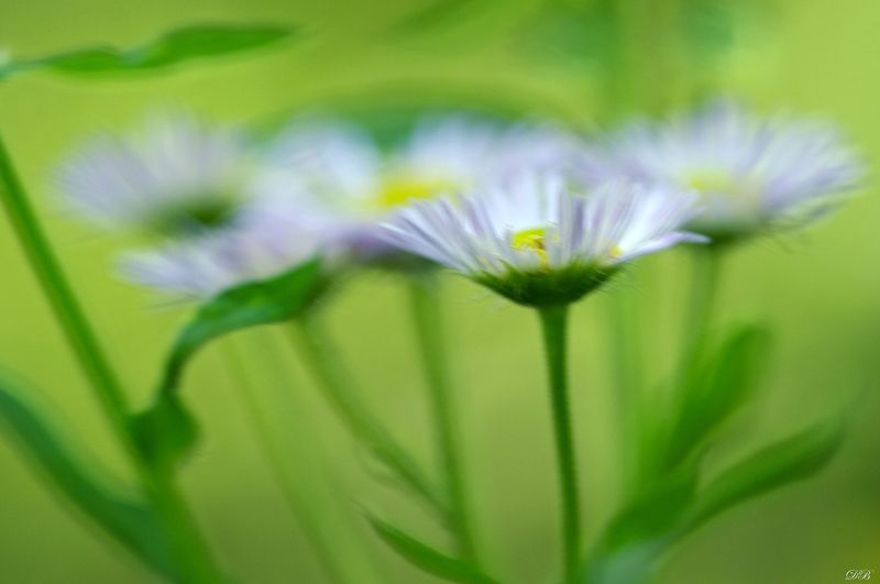 color, colors, color image, flower, flowers, green, nature, photograph, photography, spring, springtime, Spring Painting фото превью