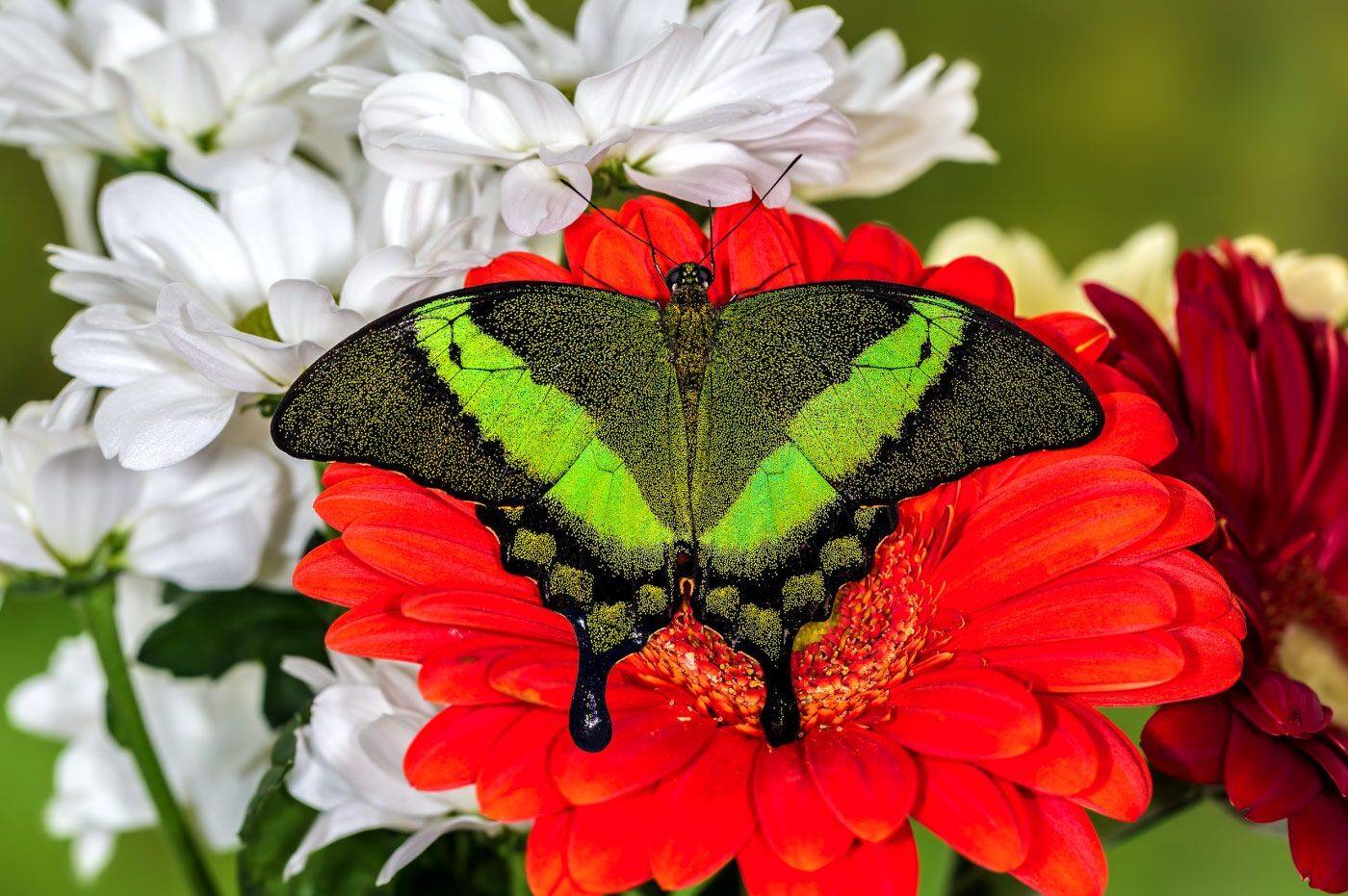 насекомые, бабочка, парусник, палинур, эльф, тропическая, Борис Новиков
