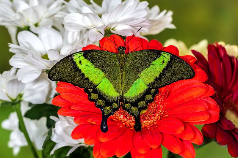 насекомые, бабочка, парусник, палинур, эльф, тропическая Парусник Палинур фото превью
