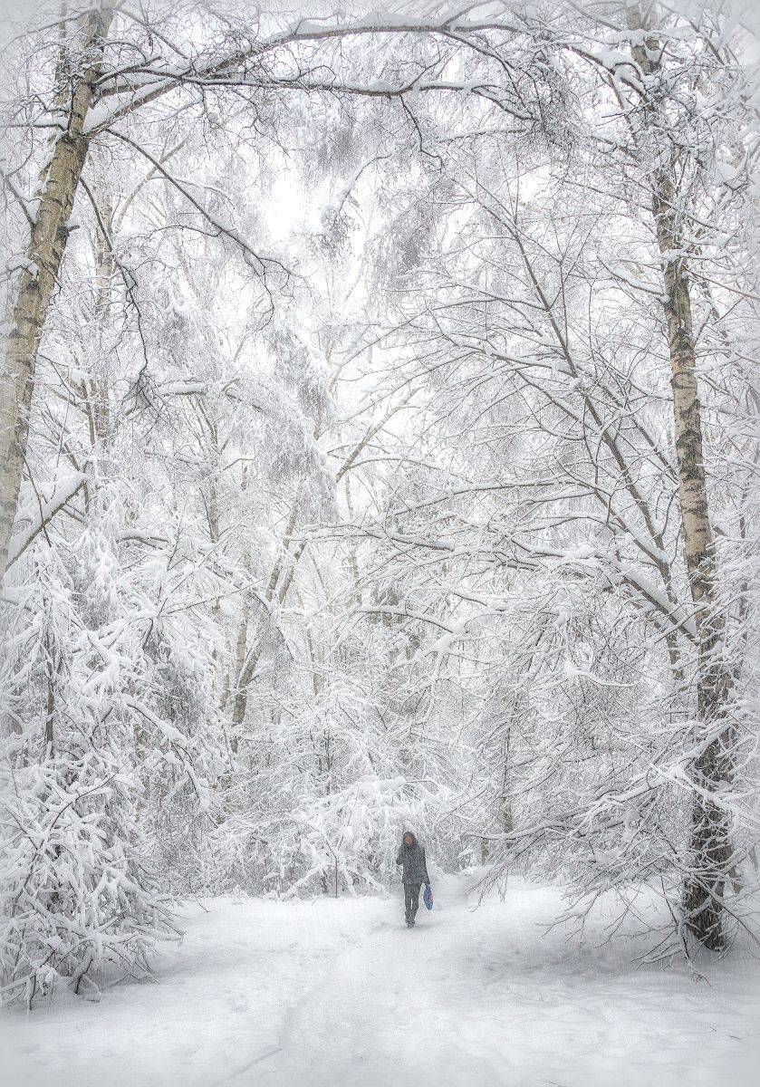 заснеженность, иней, снег, зима, Сергей Аникин