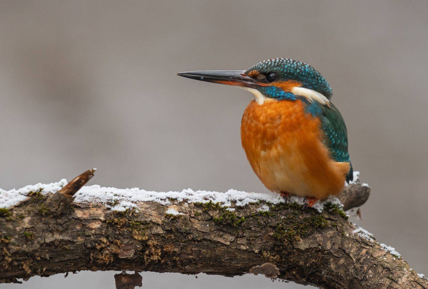 птица, птенцы, зимородок, лето, весна, зима фотоохота, Руслан Сигушин