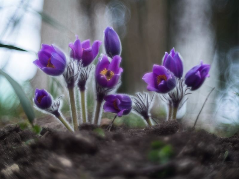 Лиловеет сон-трава. фото превью