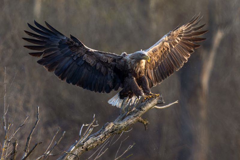 White-tailed Eagle фото превью