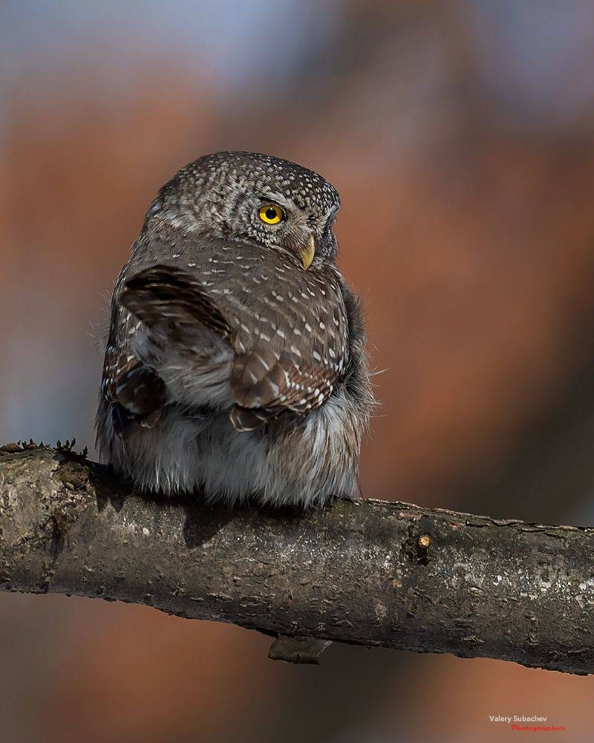 , Валерий Субачев