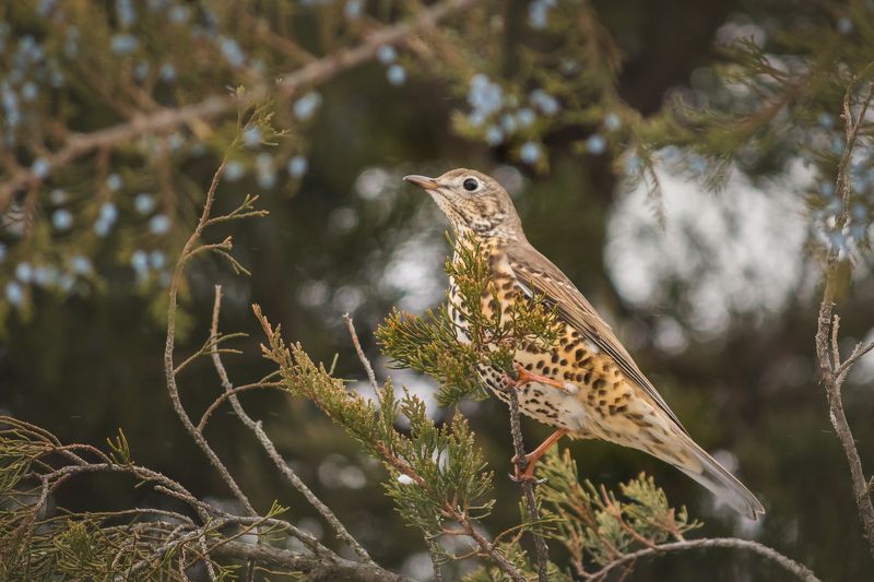 Turdus viscivorus фото превью