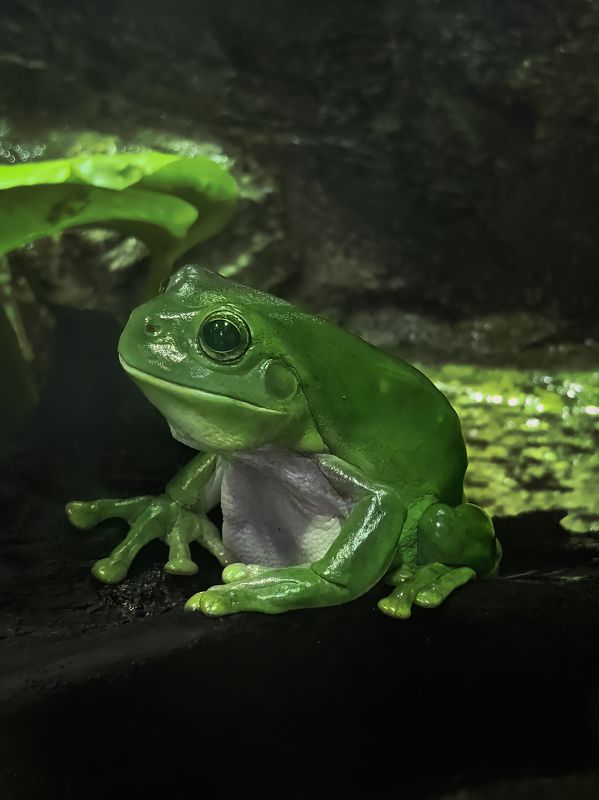 Happy World Frog Day фото превью