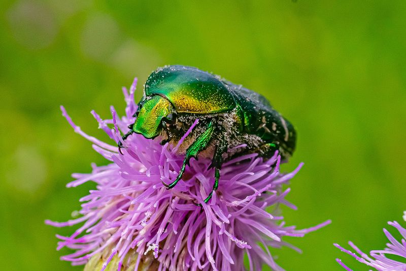 Жук Бронзовка фото превью