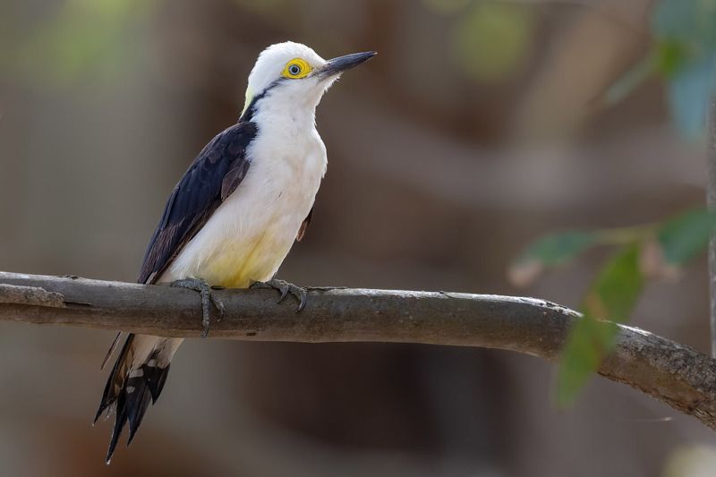 птицы, уругвай *** фото превью
