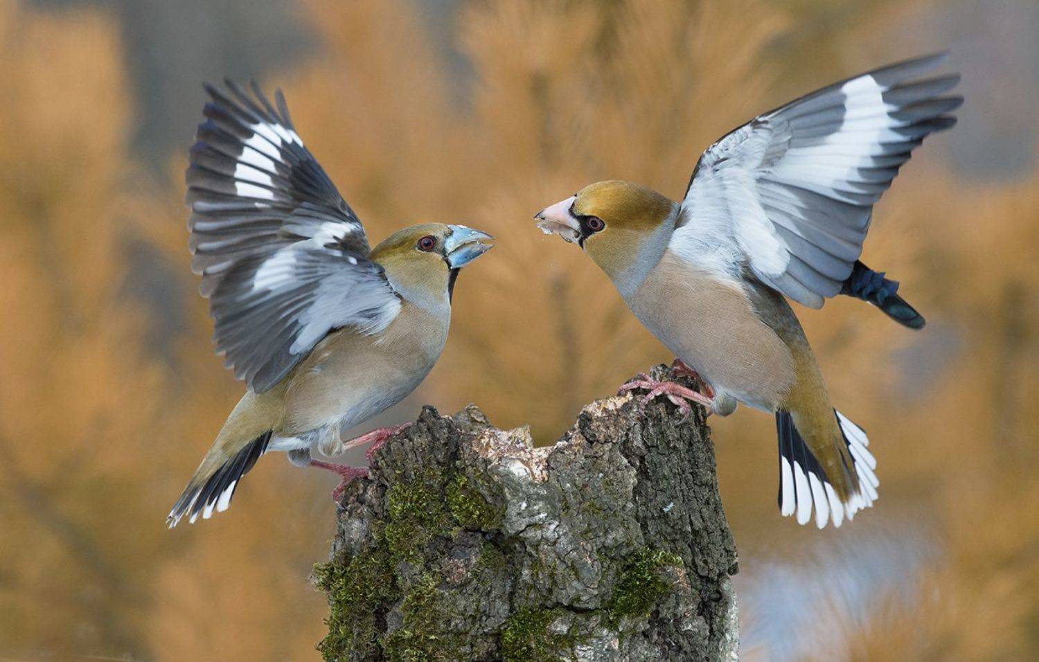 дубоносы,конфликт,клювы,пень,драка, Иван