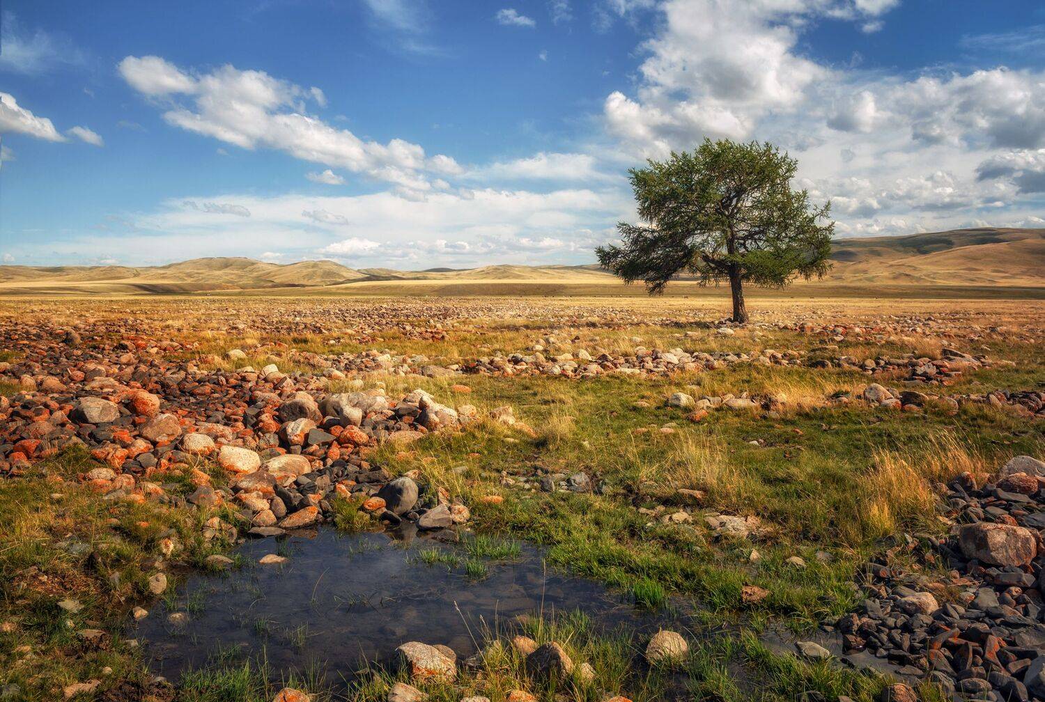 горный алтай,лето,долина реки юстыд,пересохшее русло,камни,лиственница, Лора Павлова