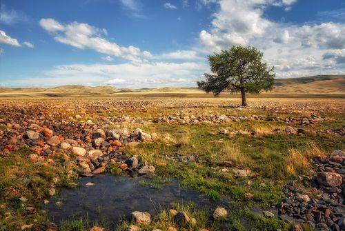 Шаман-дерево в долине реки Юстыд