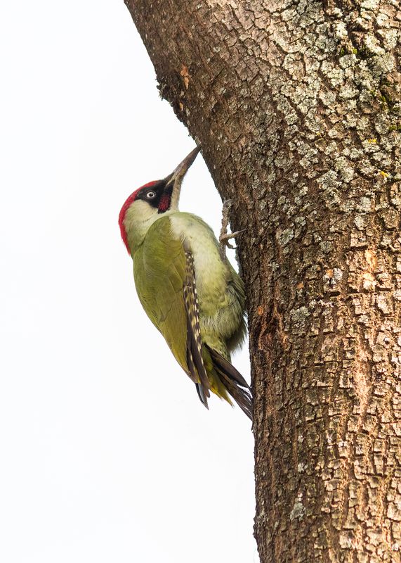 woodpecker, дятел, Picus viridis фото превью