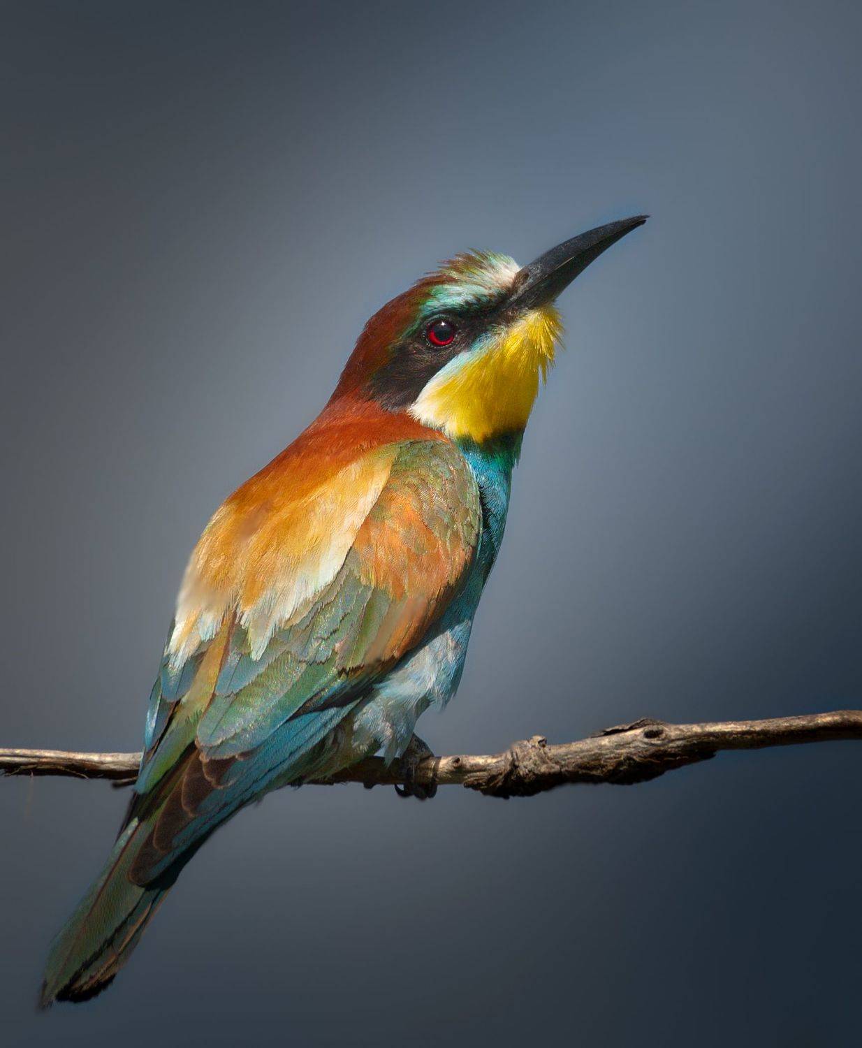 птицы России, птицы Москвы, фотоохота, наблюдение за птицами, птица, птицы, орнитология, nikon, birding, birdwatching, bird freak, Никон Александр