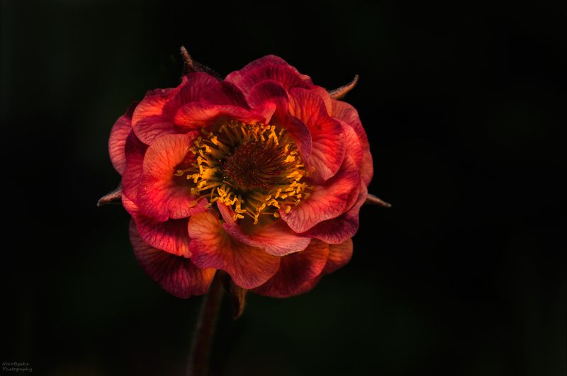 макро, природа, растения, цветы, гравилат, весна, лето, боке, macro, nature, plants, flowers, Geum, spring, summer, bokeh, Гравилат фото превью