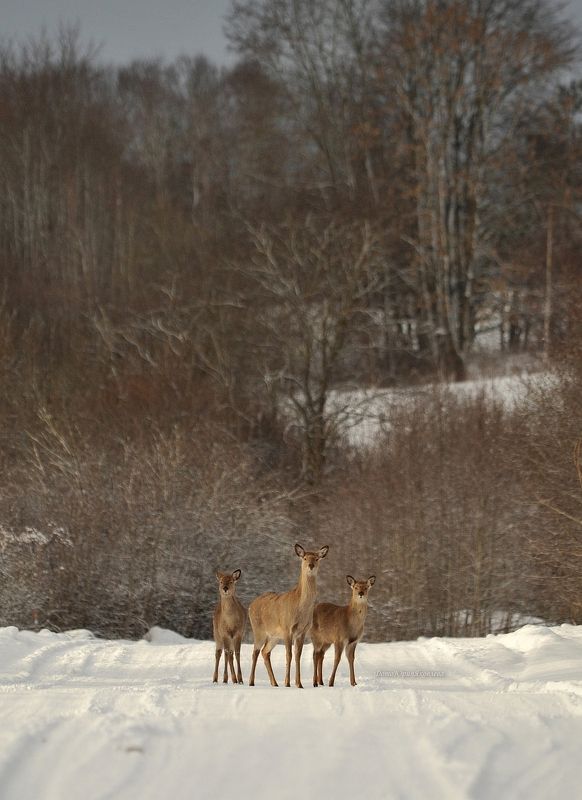 зима.день.россия.псковская область. животные.олени.природа.  фото превью
