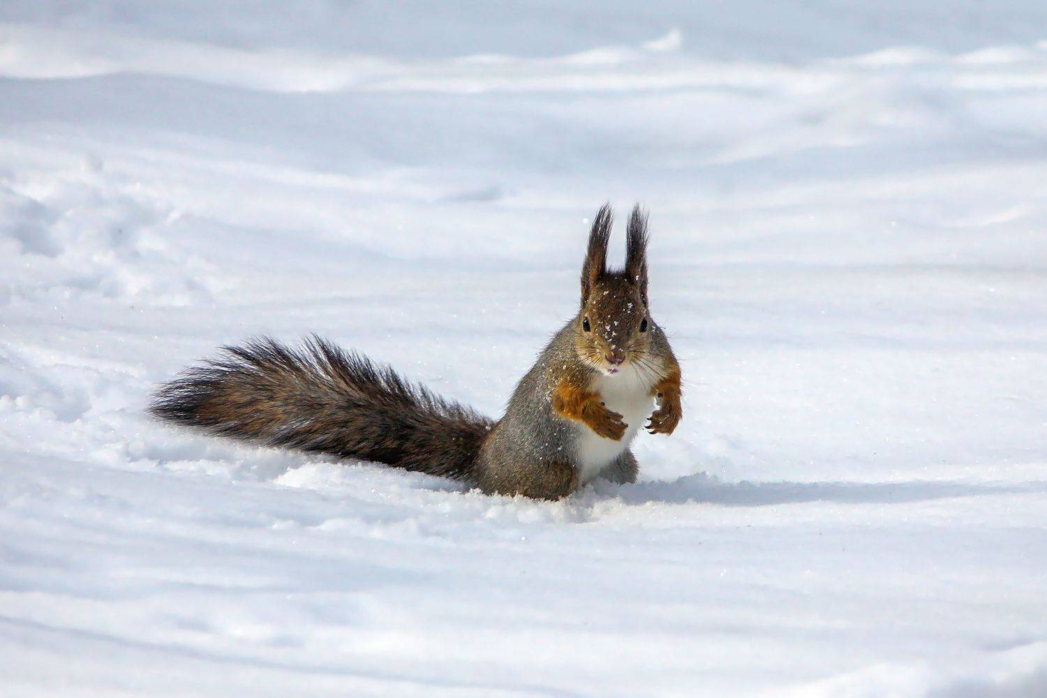 белка, КарОл