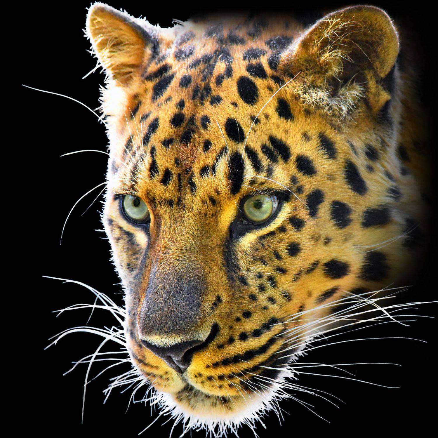 , Владимир Сафонов