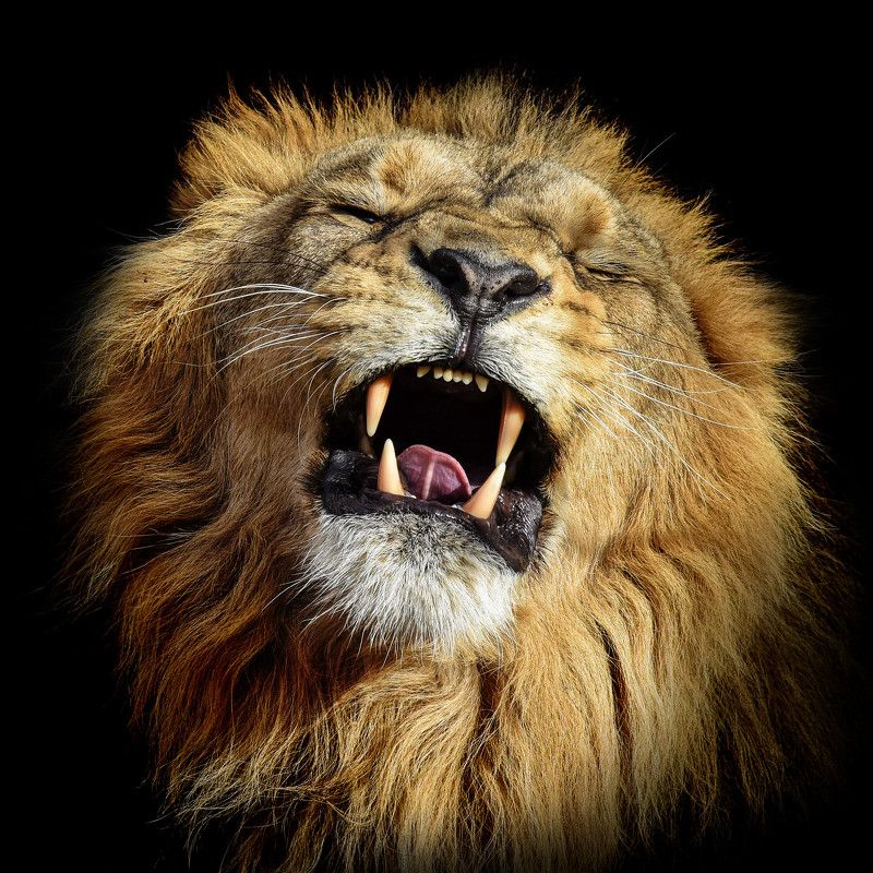 Азиатский лев фото превью