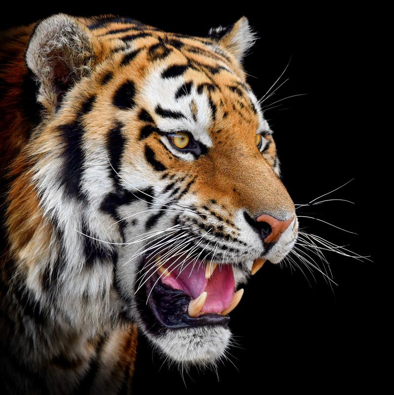 Амурский тигр фото превью