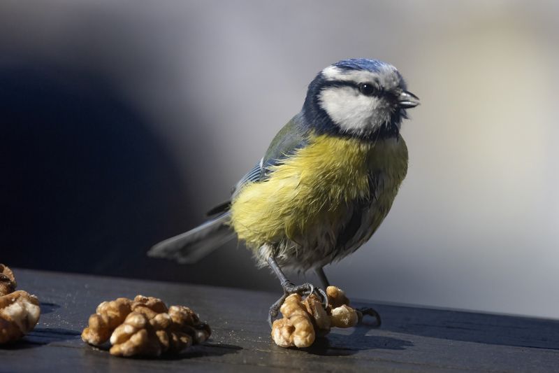 Синичка, лазоревка Попробуй отними фото превью