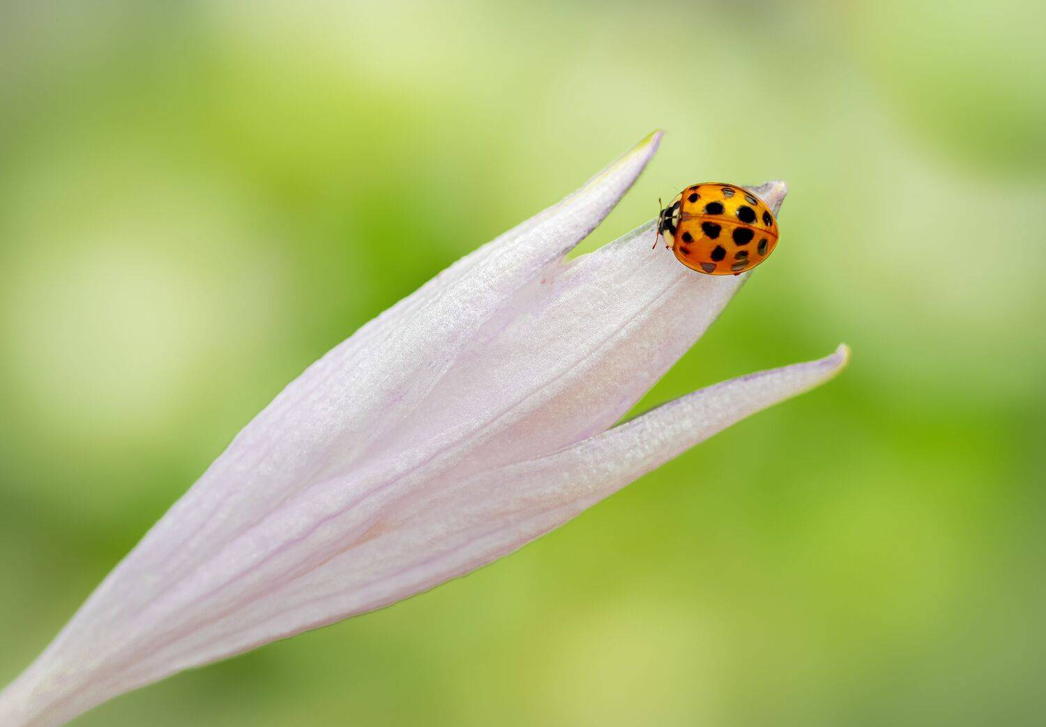 beetle, insect, fall, autumn, stink bug, macro, leaves, season, seasons, camouflage, camouflaged,, Atul Saluja