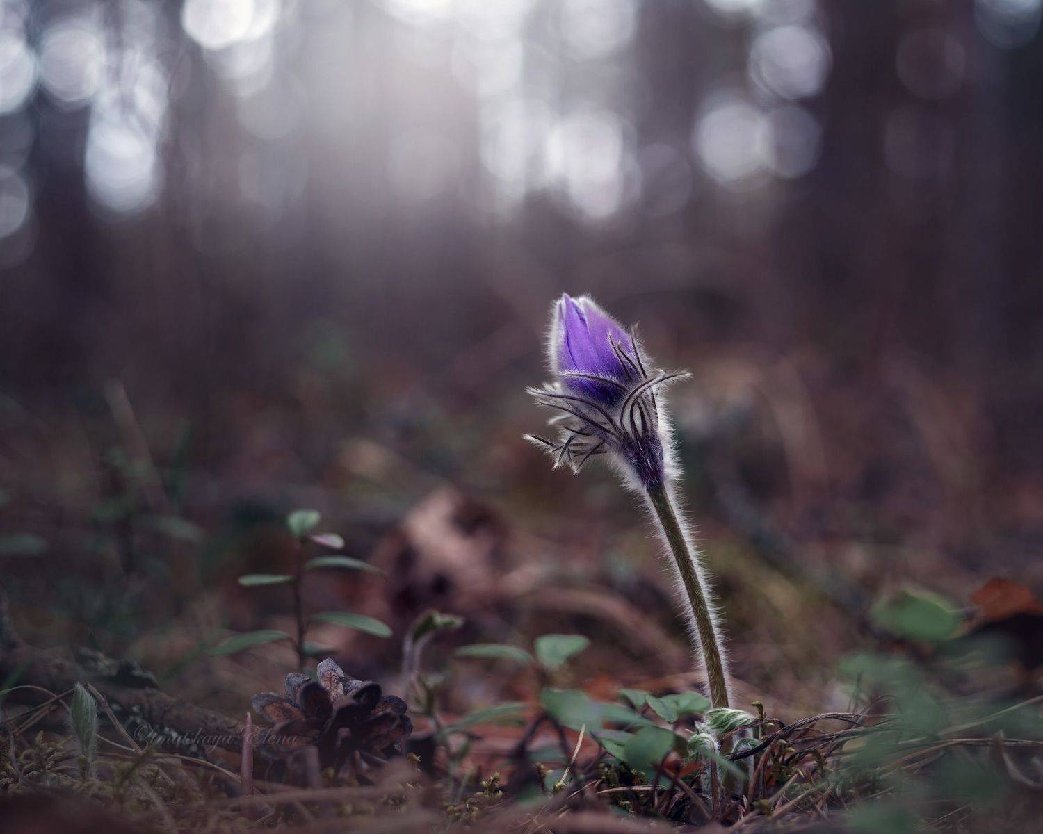 , Елена Зимацкая