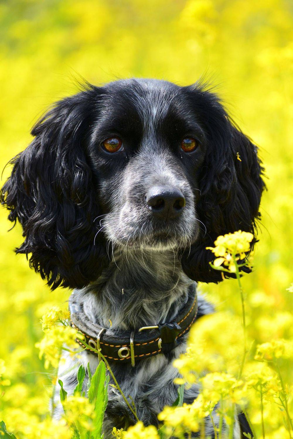 , Сергей Калёв