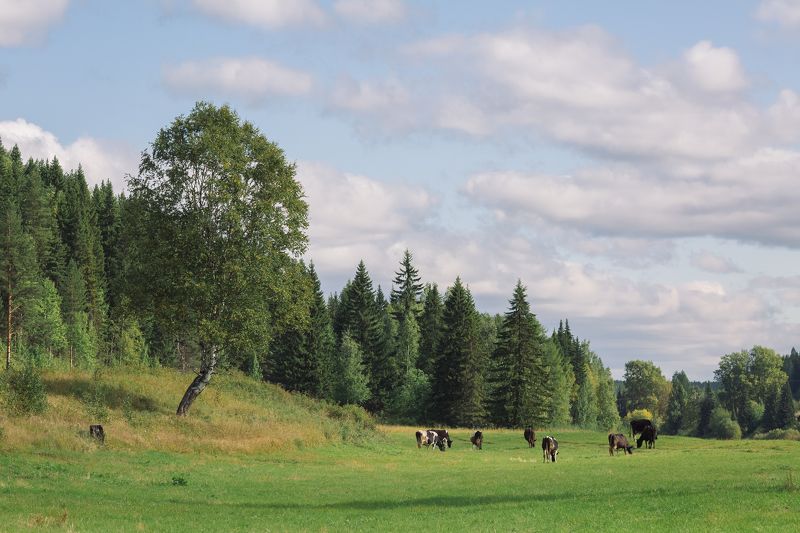 *** фото превью