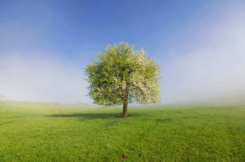 first day of spring фото превью