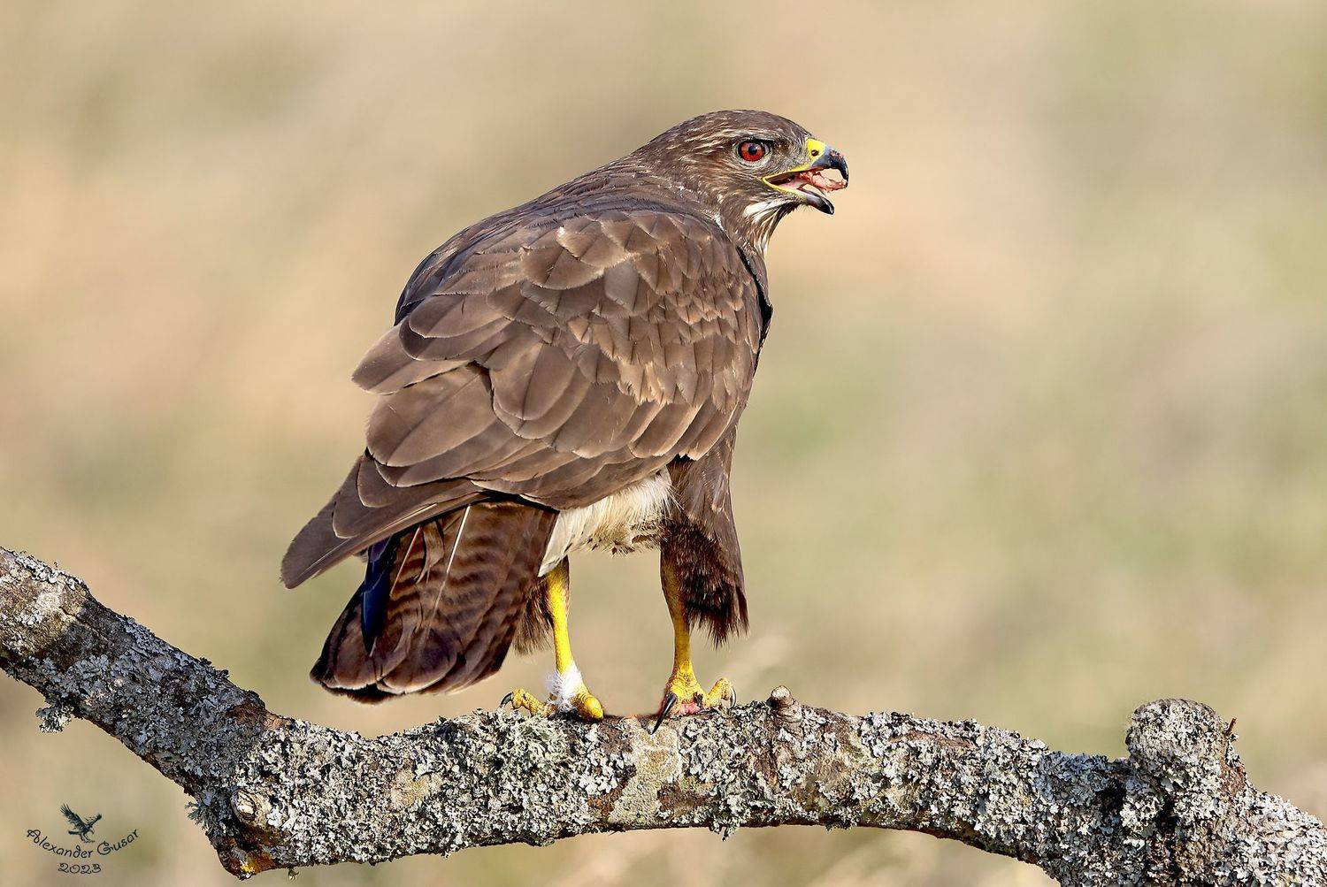 , Гусар Александр