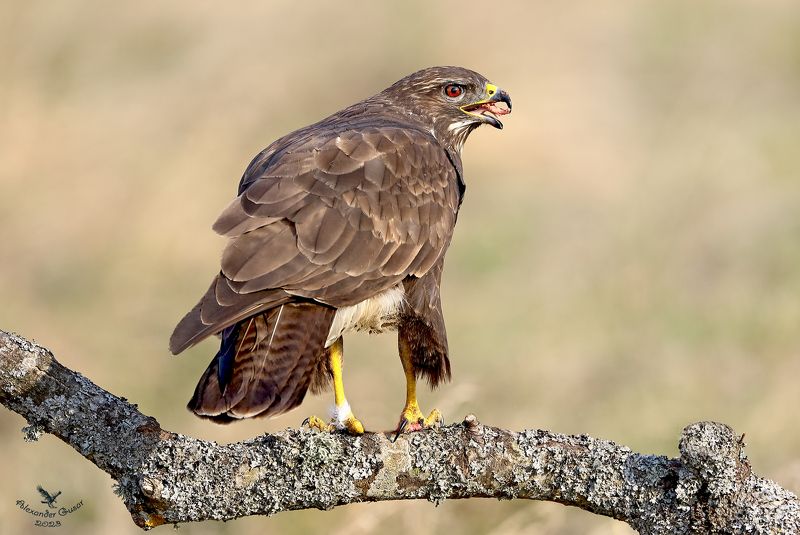 Канюк фото превью