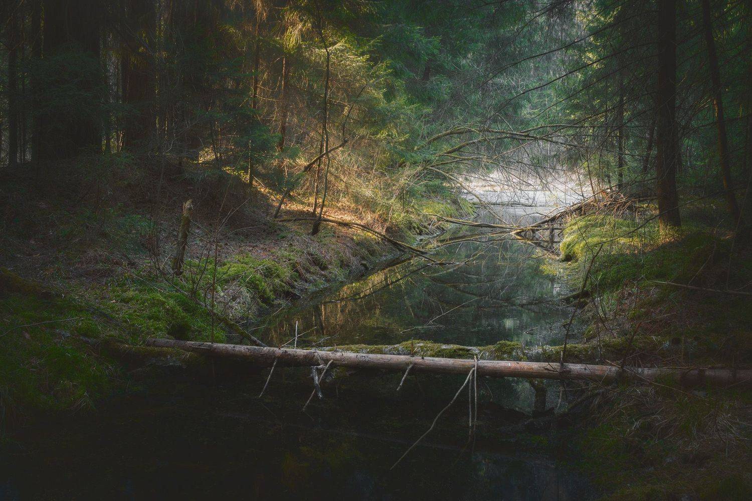 лес, лето, деревья, пейзаж, свет, forest, woodland, summer, landscape, trees, sunlight, Валерий Вождаев