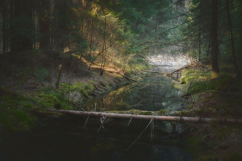 В весеннем лесу фото превью