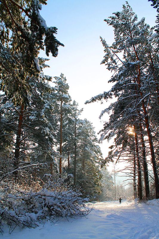 зима, сибирь, россия . фото превью