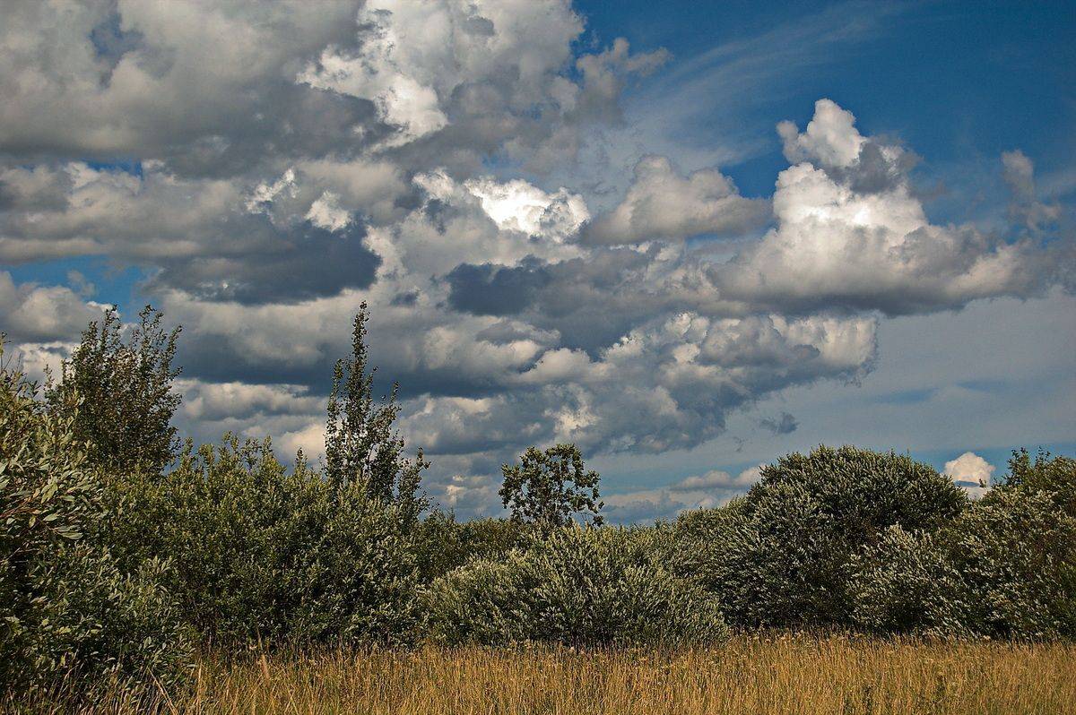 , Николаев Владимир