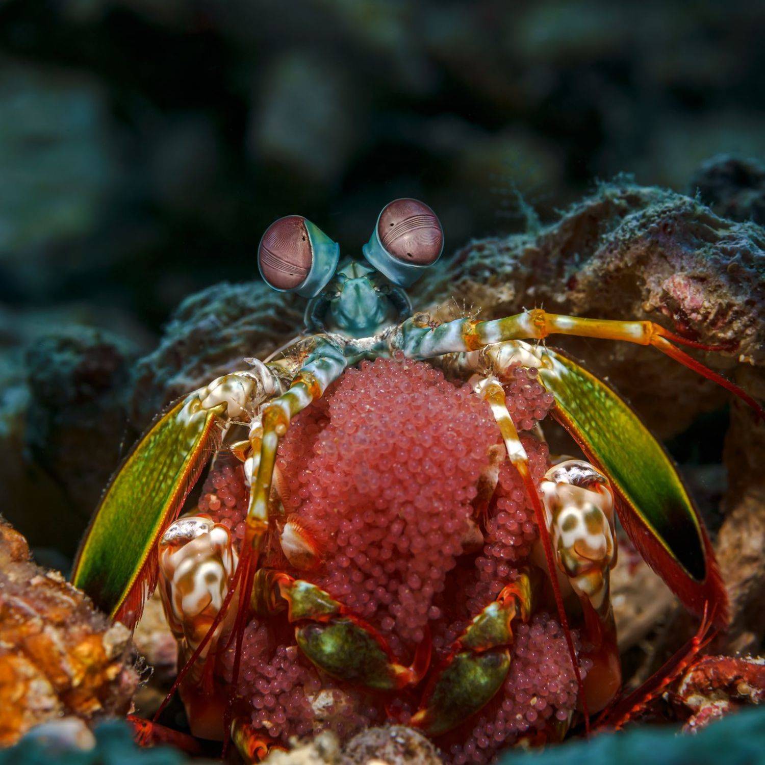 , Савин Андрей