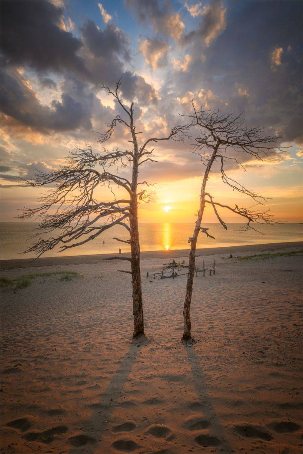 море,сосны,пляж,берегморя,закат, Николай Бузмаков