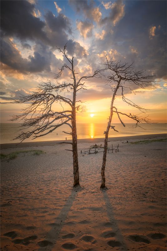 море,сосны,пляж,берегморя,закат Двое и море... фото превью